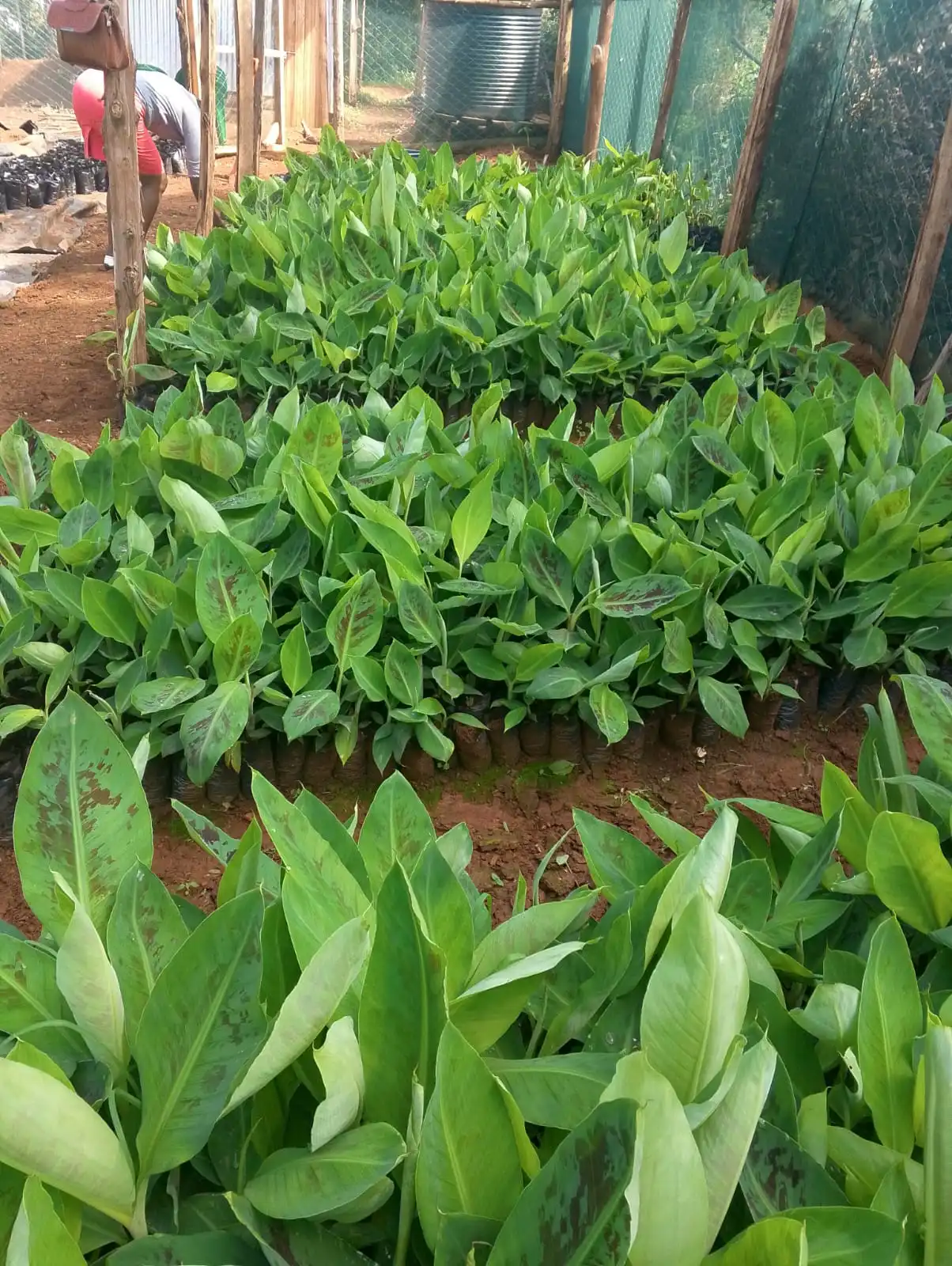 Banana Farmers